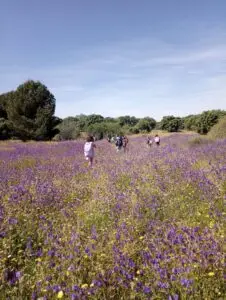 Bosque escuela en Mayrit - Mayrit's forest school